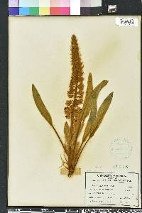 Lupinus villosus image