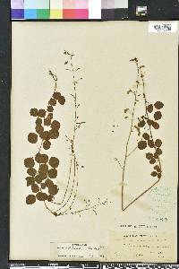 Desmodium lineatum image