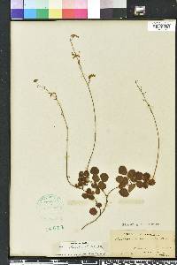 Desmodium lineatum image