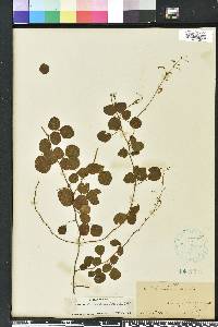 Desmodium lineatum image