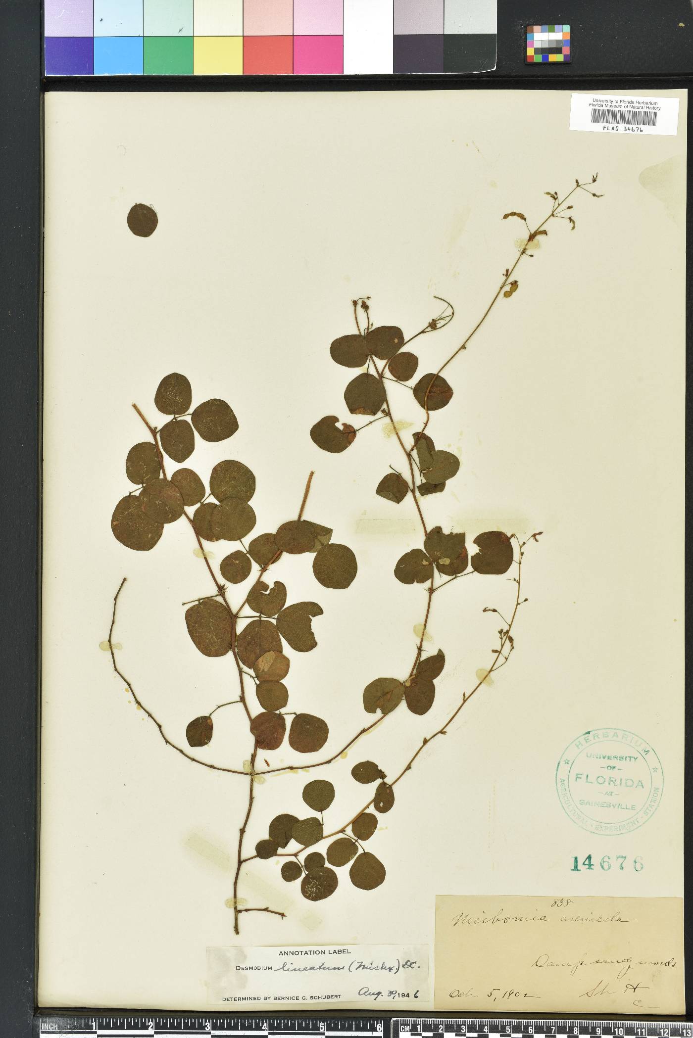 Desmodium lineatum image