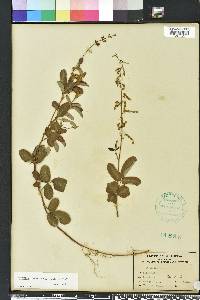 Desmodium incanum image