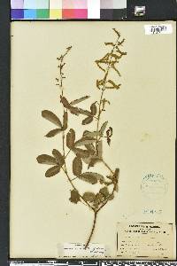 Desmodium incanum image