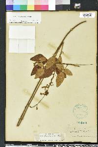 Desmodium floridanum image