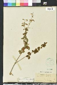 Desmodium ciliare image