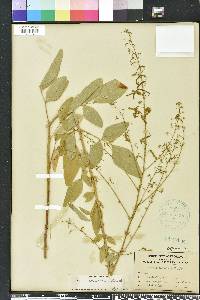 Desmodium tortuosum image