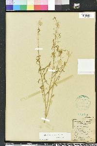 Desmodium tortuosum image