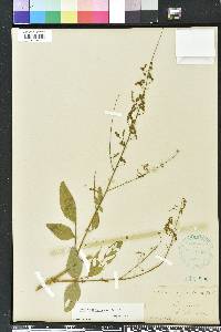 Desmodium tortuosum image