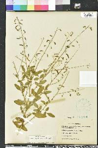 Desmodium tortuosum image