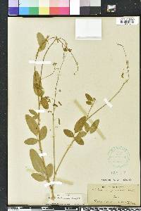 Desmodium tortuosum image