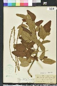 Desmodium floridanum image