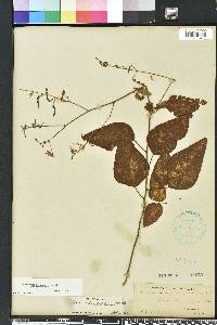 Desmodium fernaldii image