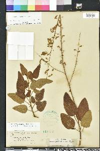 Desmodium floridanum image