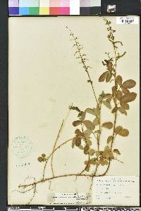 Desmodium incanum image