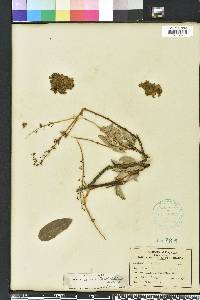 Desmodium incanum image