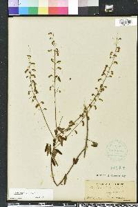 Desmodium tenuifolium image