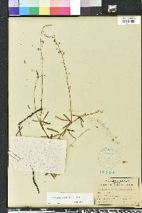 Desmodium tenuifolium image