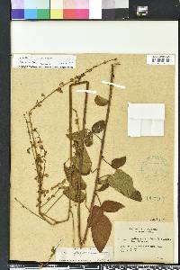 Desmodium floridanum image