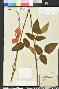 Desmodium floridanum image