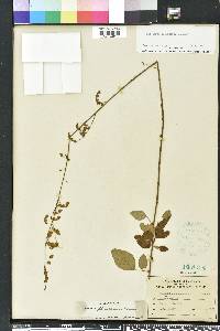 Desmodium floridanum image