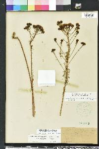 Dalea pinnata image