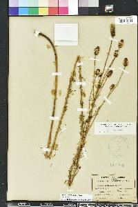 Dalea carnea image