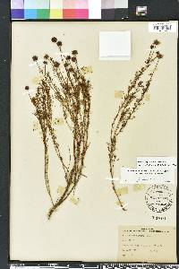 Dalea feayi image