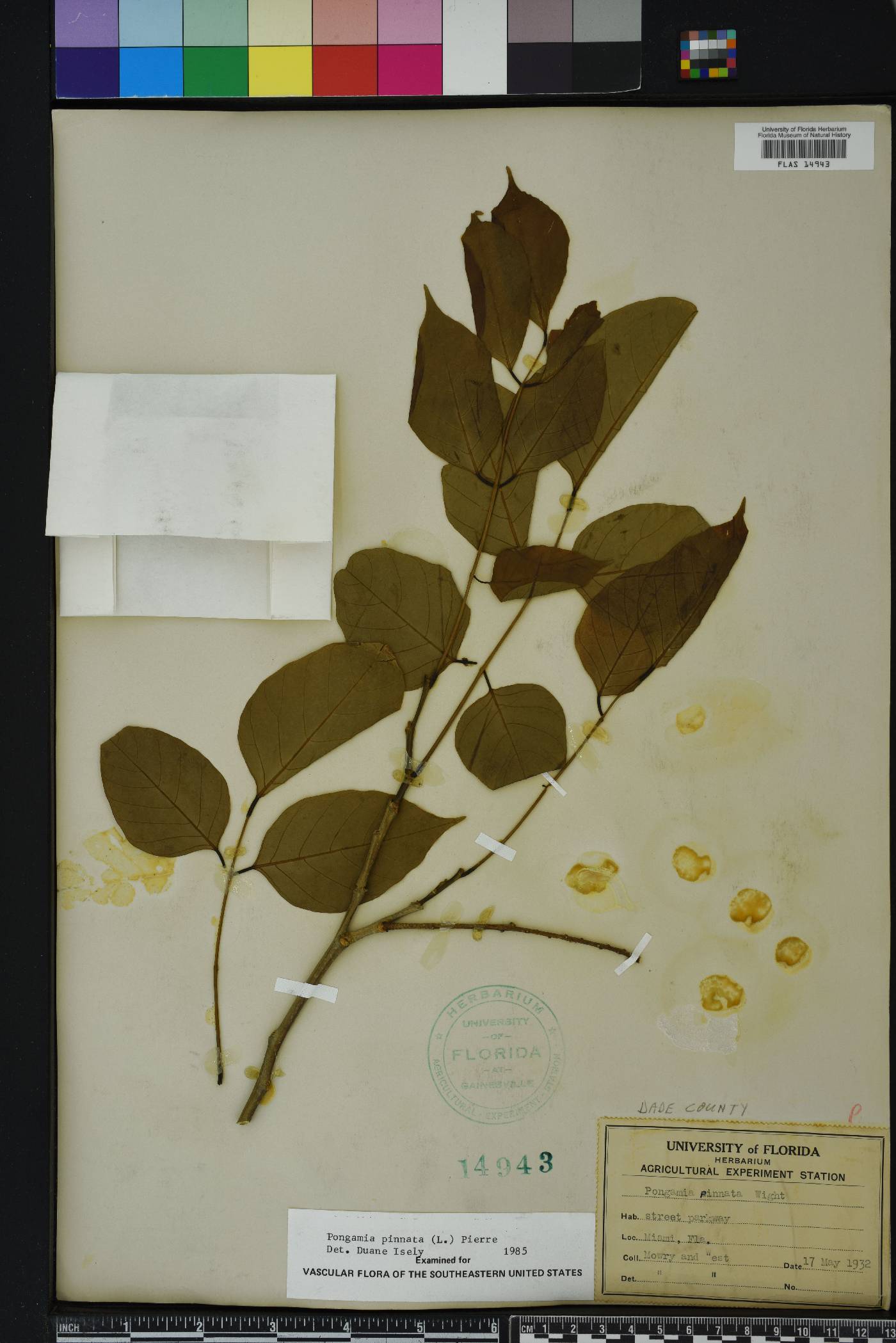 Millettia pinnata image