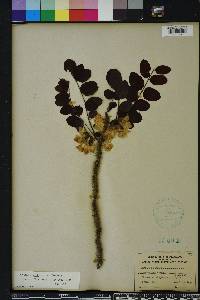 Robinia hispida image