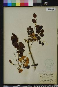 Robinia hispida image