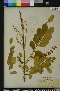 Sophora tomentosa image