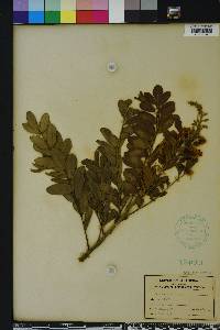 Sophora tomentosa image