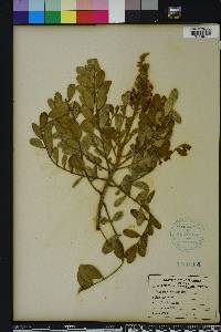 Sophora tomentosa image