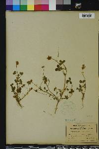 Trifolium carolinianum image