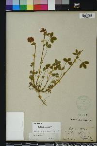 Trifolium reflexum image