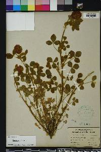 Trifolium reflexum image