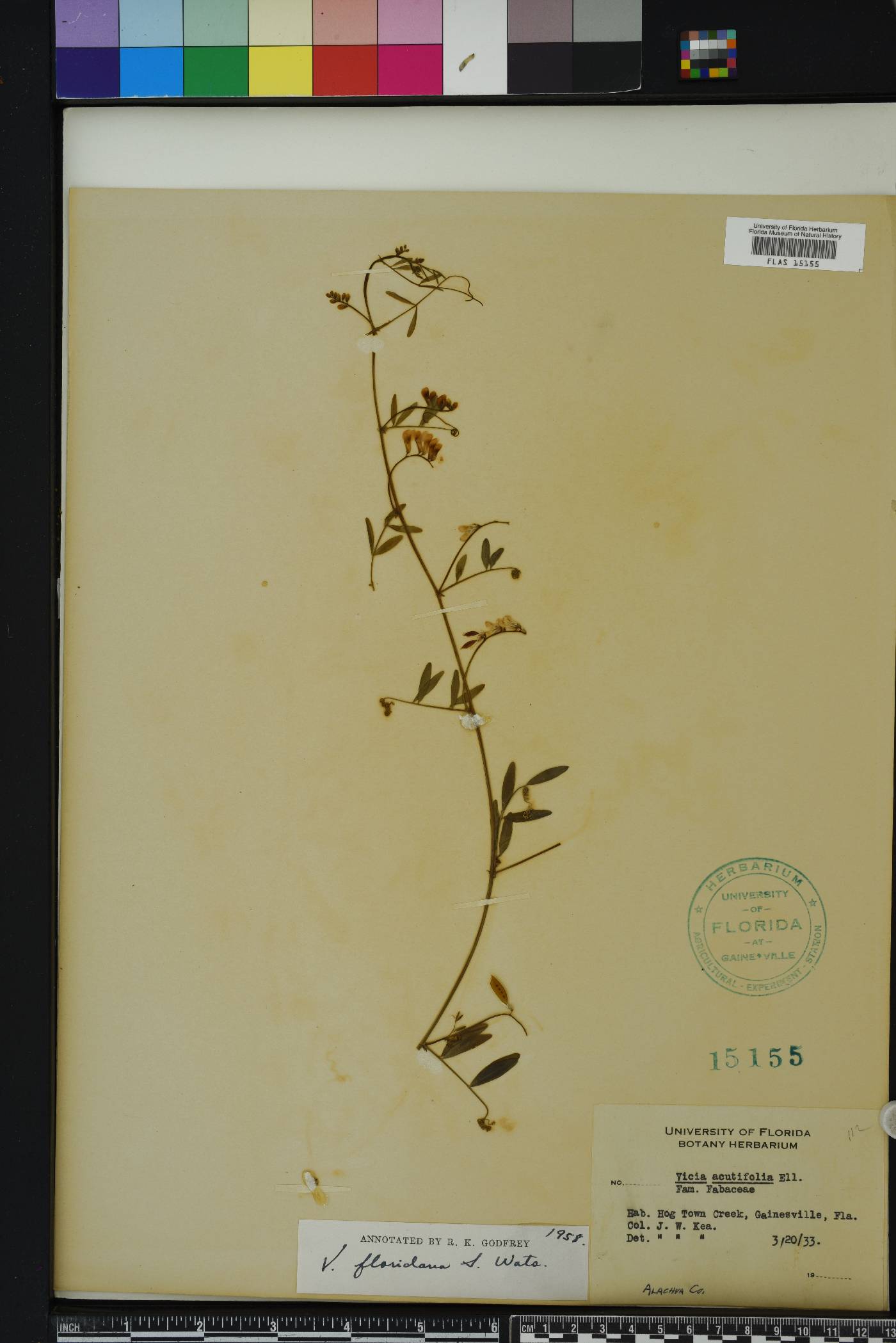 Vicia floridana image