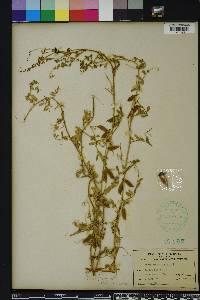 Vicia ludoviciana image