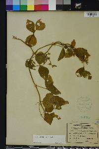 Vigna luteola image
