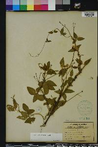 Vigna luteola image