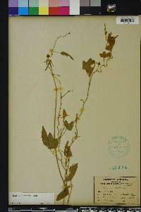 Vigna luteola image