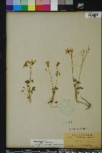 Oxalis priceae image