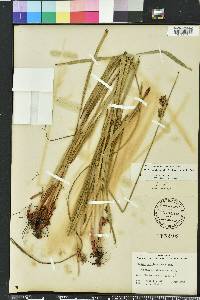 Scleria triglomerata image