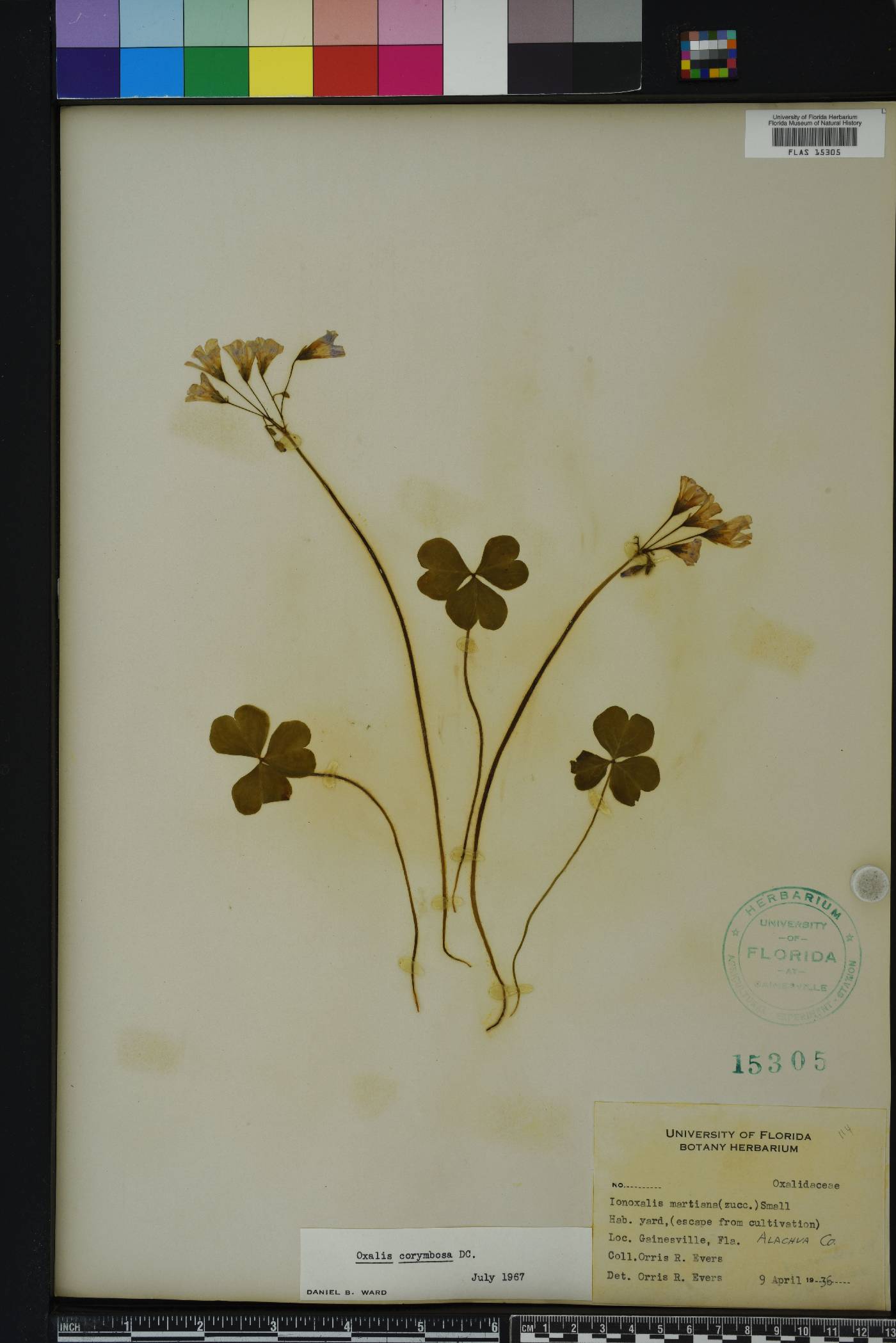 Oxalis corymbosa image