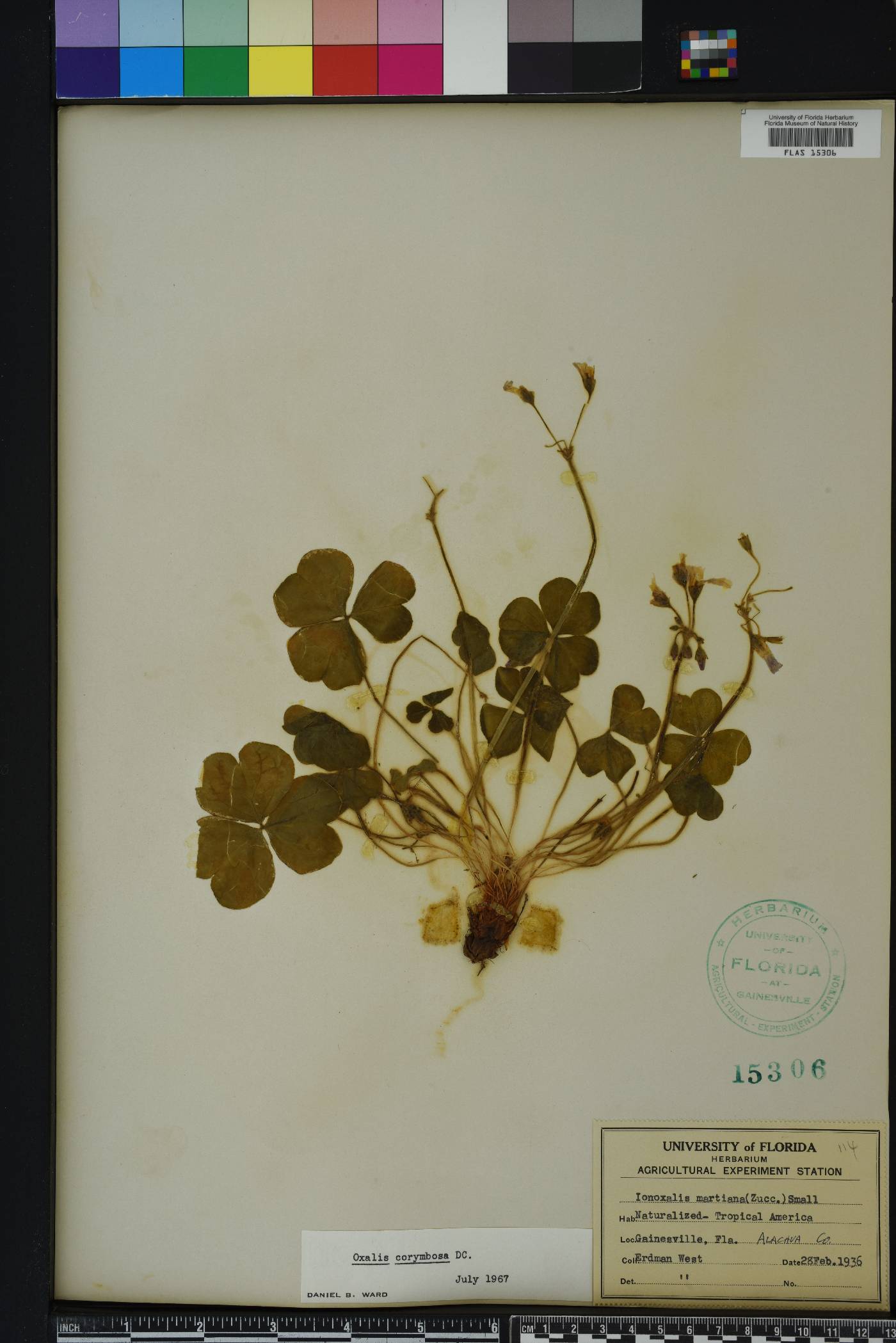 Oxalis corymbosa image