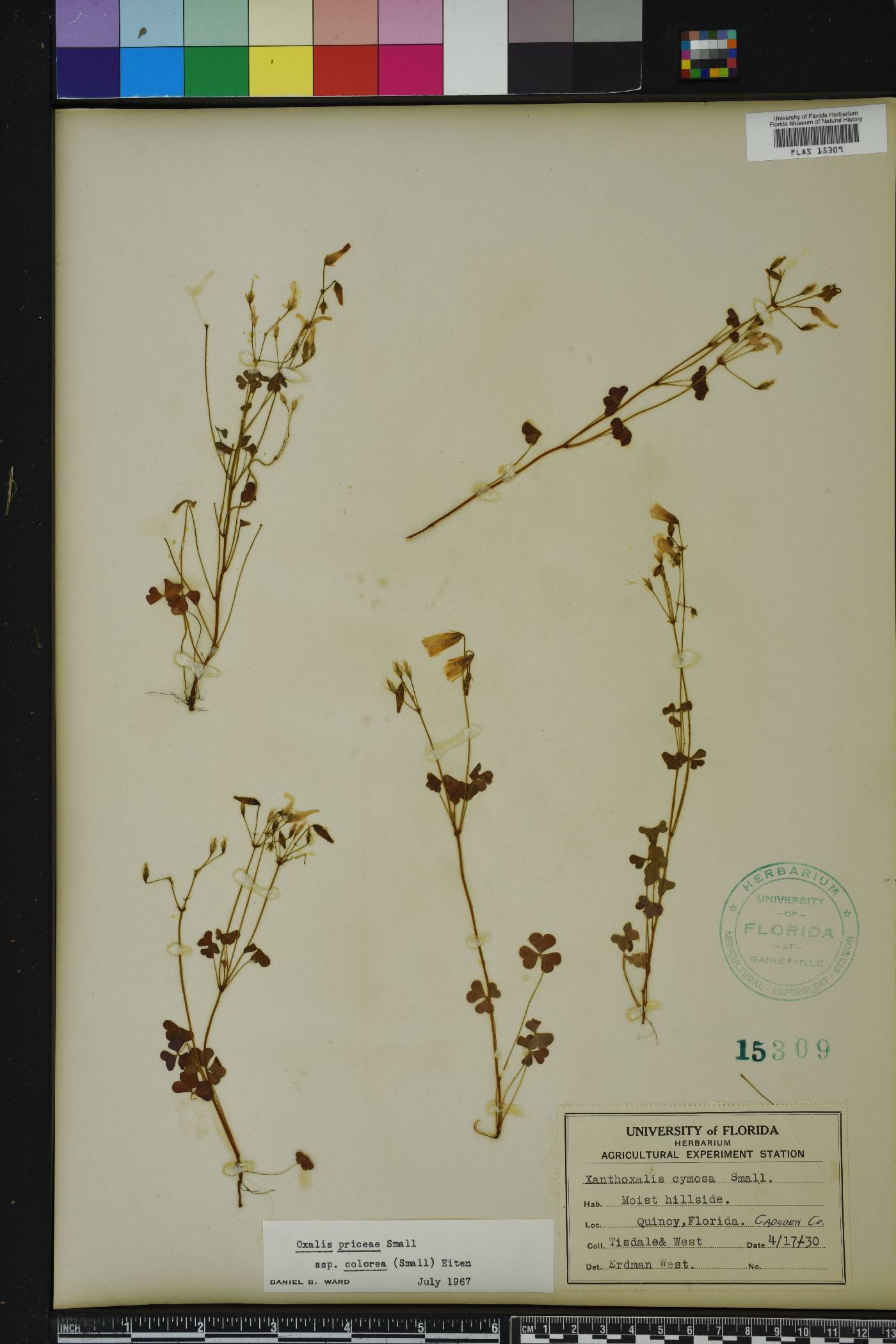Oxalis priceae image