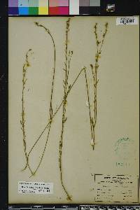 Linum floridanum image