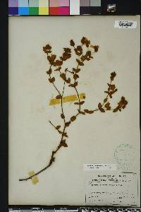 Hypericum tetrapetalum image