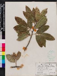 Exothea paniculata image