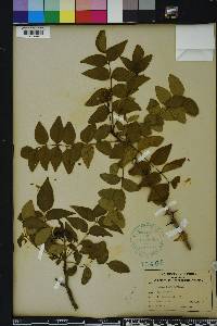 Zanthoxylum clava-herculis image